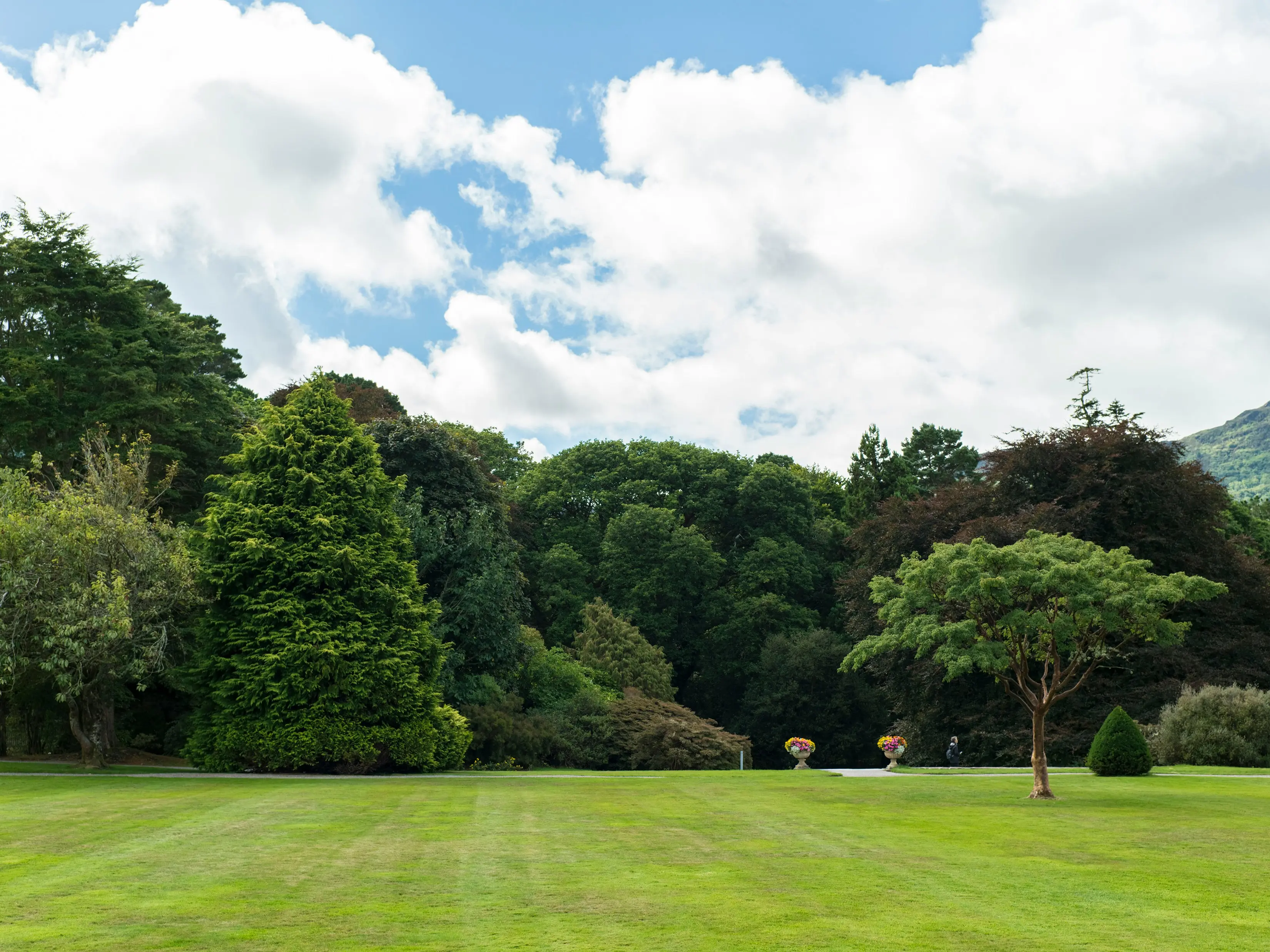 beautiful lush green lawn