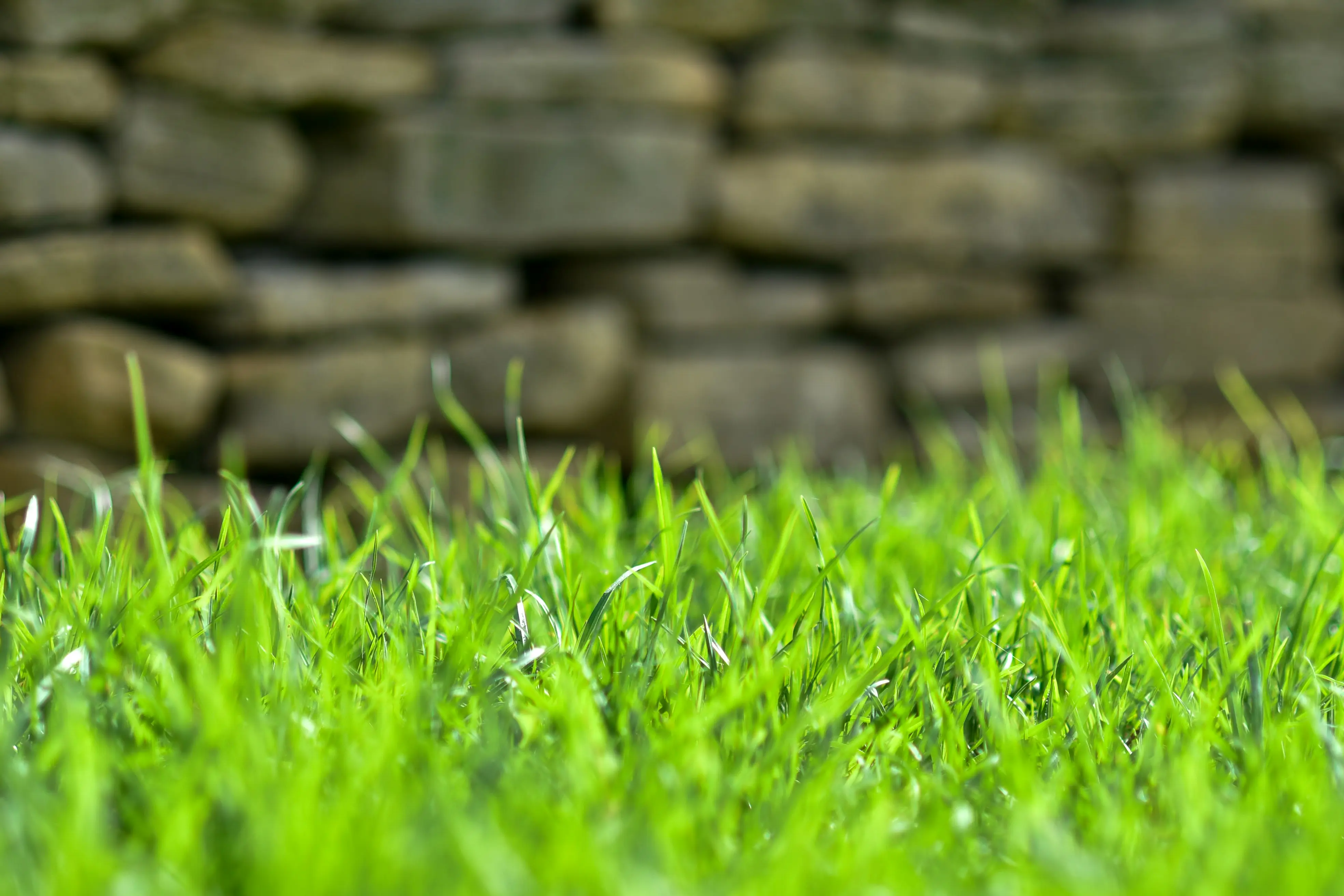 beautifully manicured lawn