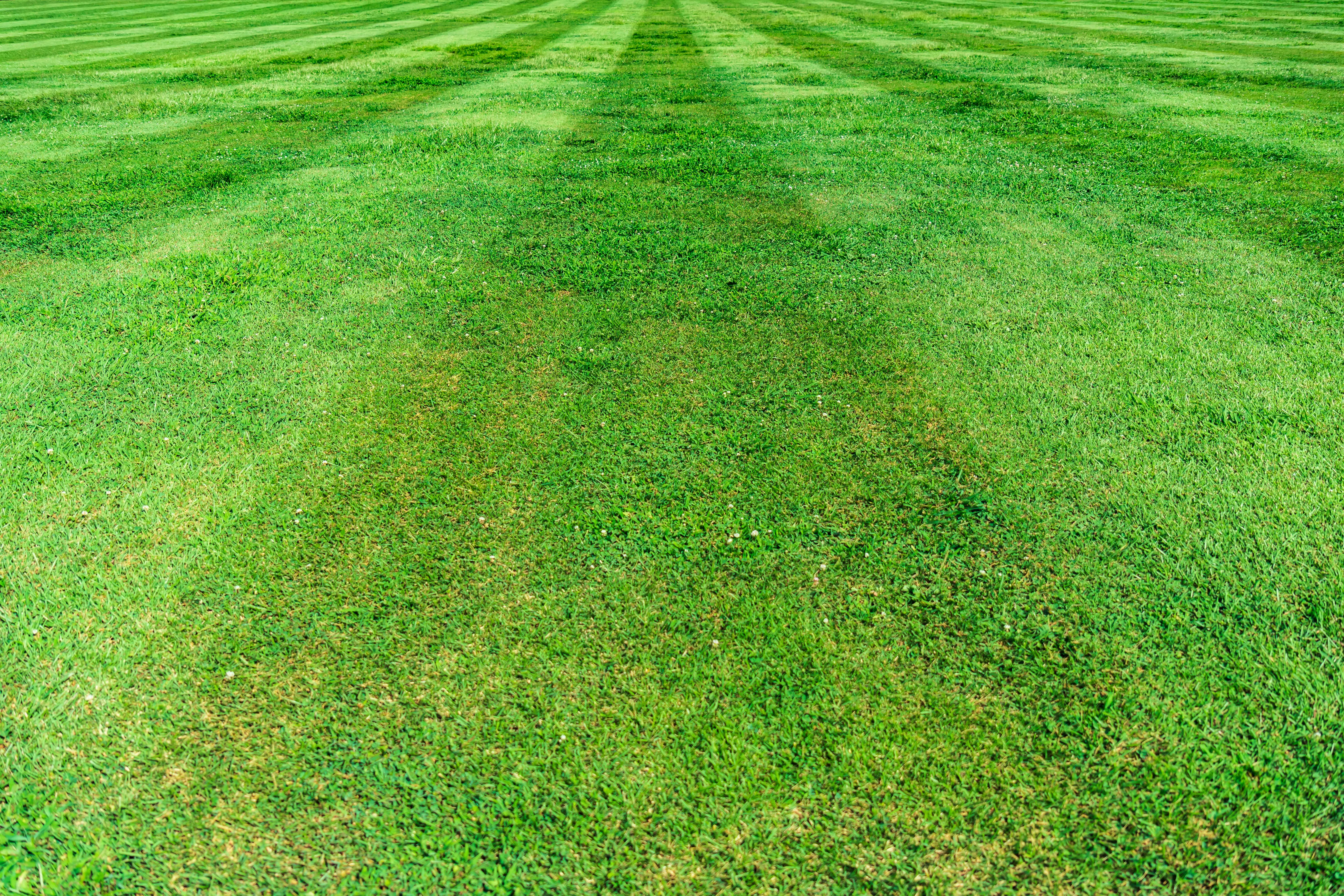 lawn maintenance